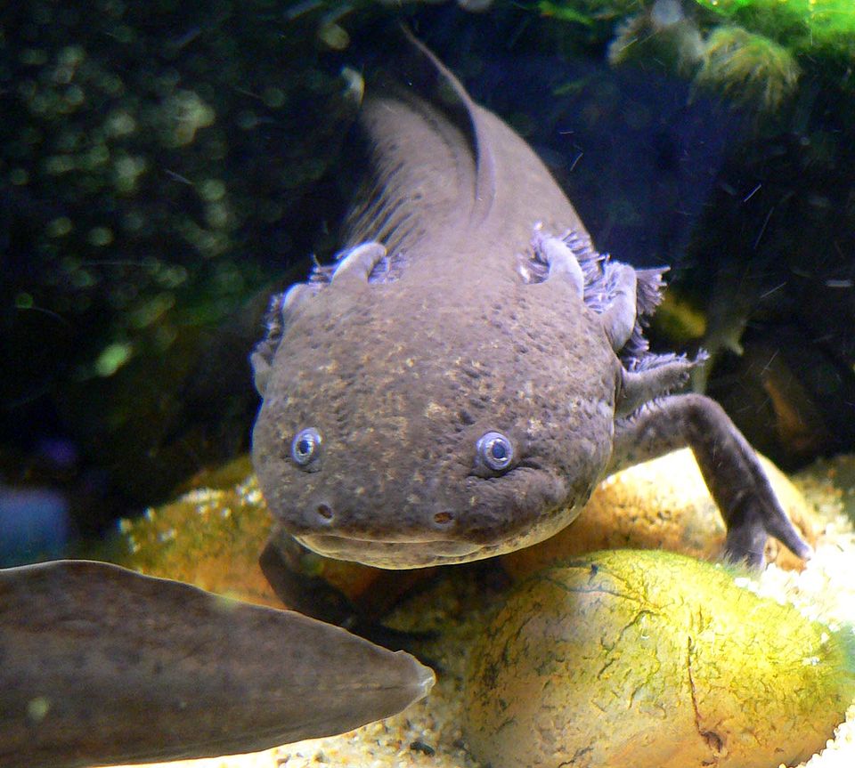 Axolotls can regenerate their entire brains