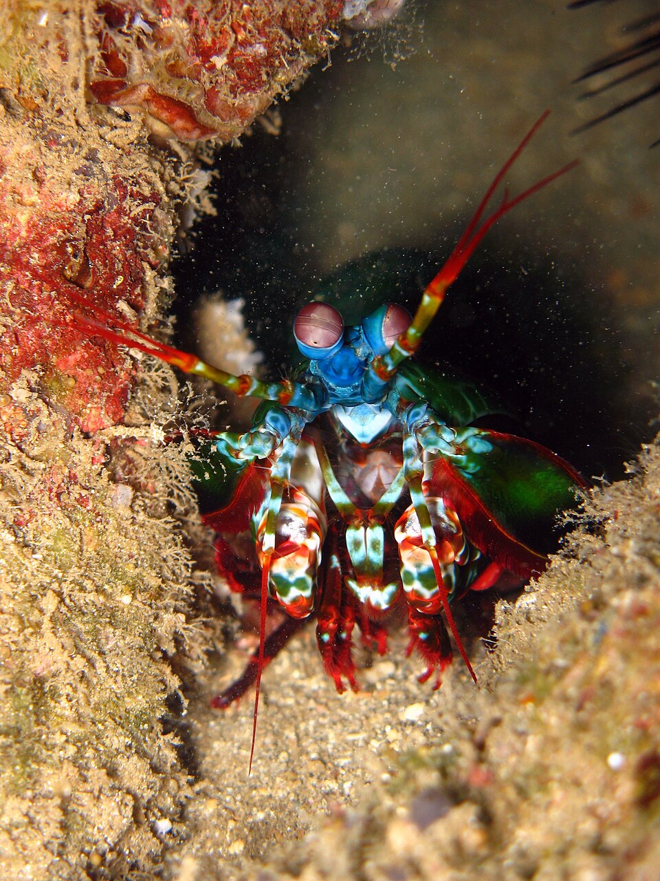Mantis Shrimp Have 16 Types of Color Receptors in Their Eyes