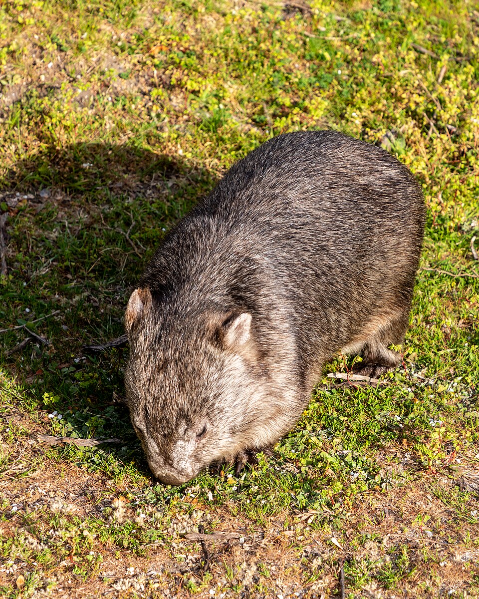 Wombats Are the Only Animals That Produce Cube-Shaped Feces