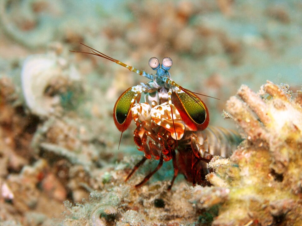 A Mantis Shrimp's Punch Is Hot Enough to Briefly Match the Sun's Surface