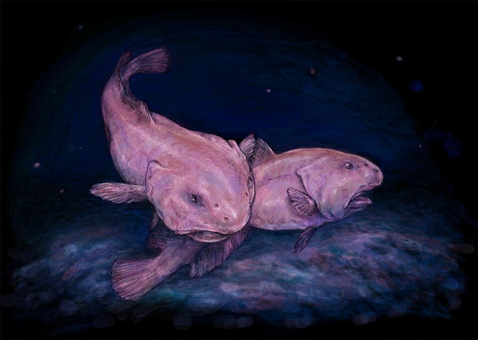The Blobfish Looks Like a Normal Fish Underwater — We Made It Ugly