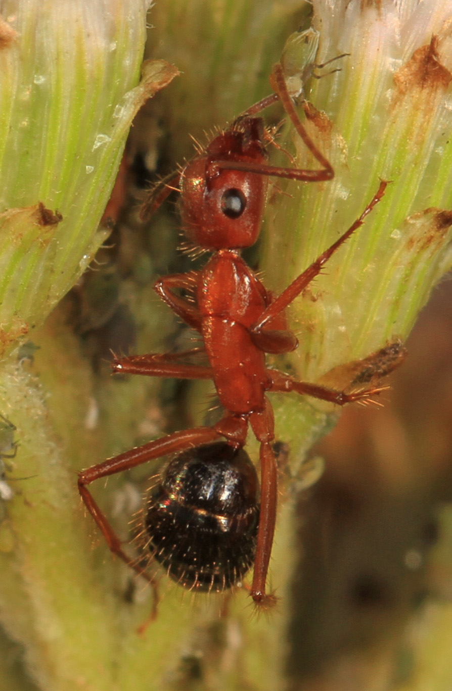 Florida Carpenter Ants Are the Only Insects Known to Amputate Limbs