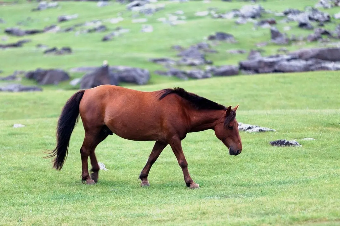 Mongol Horses Could Survive on Minimal Food and Water