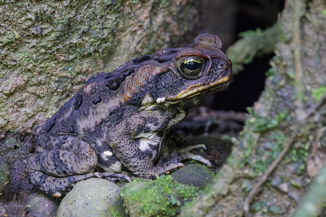 Australia Imported Cane Toads to Solve a Pest Problem and Created a Bigger One