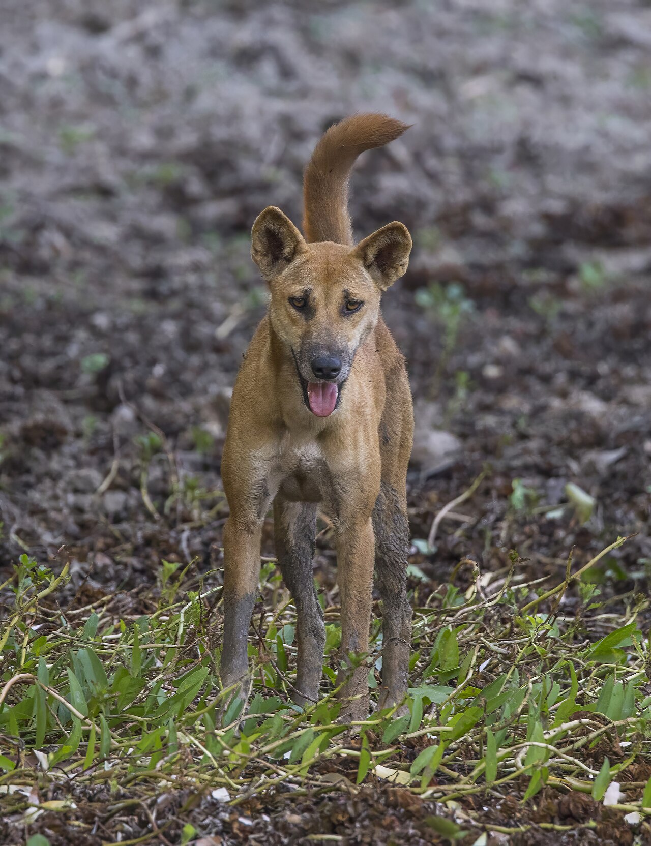 The Dingo Is Not Actually Native to Australia