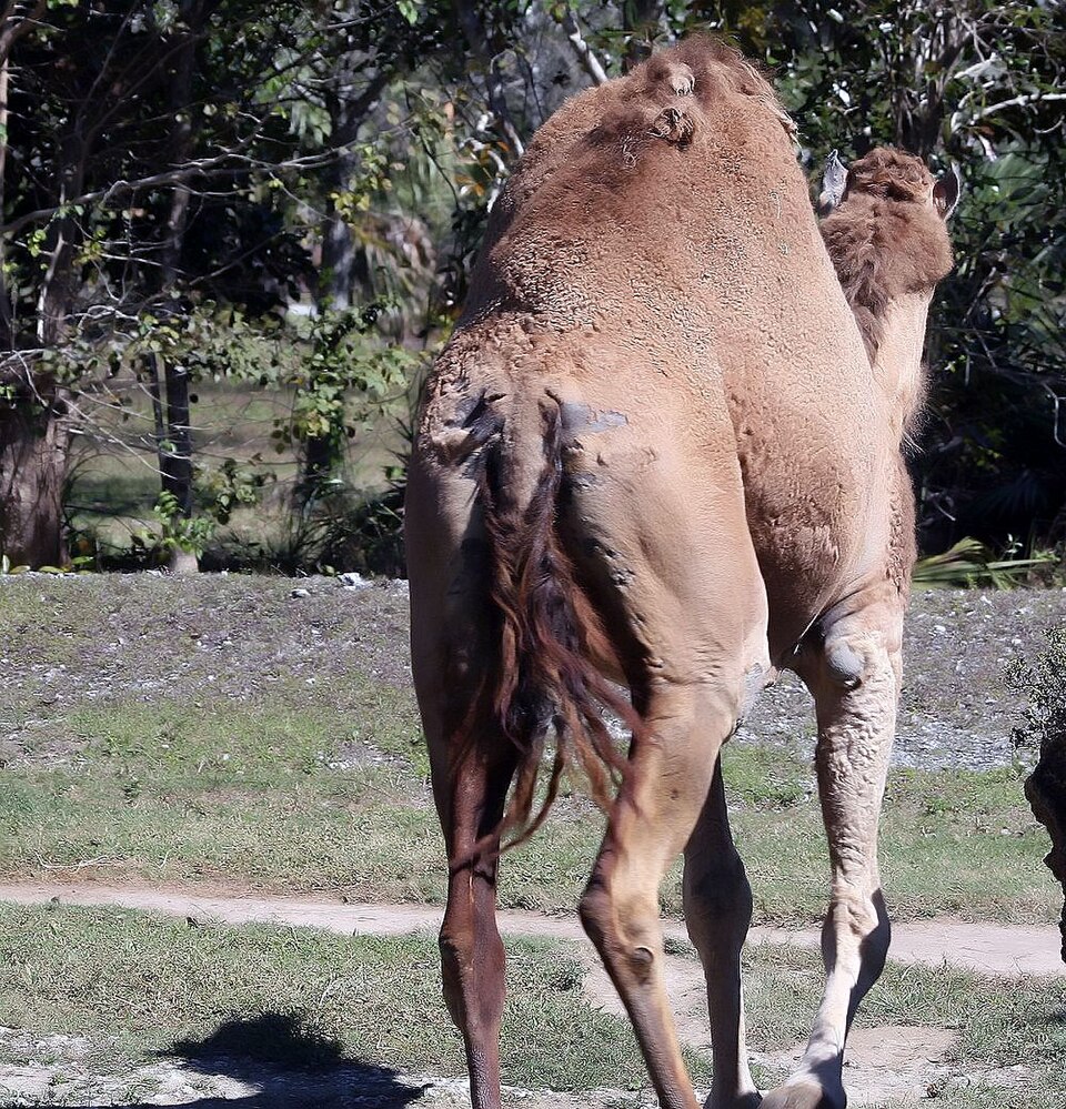 Australia Has More Wild Camels Than Saudi Arabia