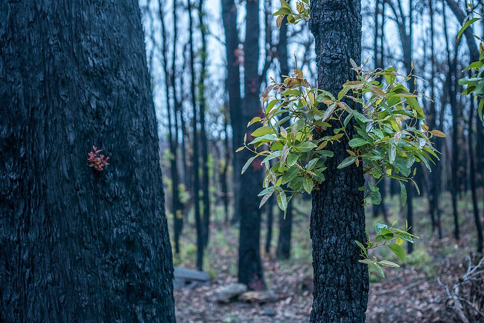 Eucalyptus Trees Are So Oily They Can Explode During Bushfires