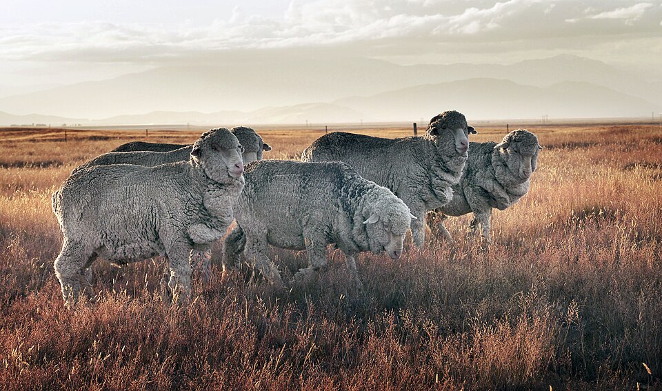 Exporting Merino Sheep from Spain Was Once Punishable by Death