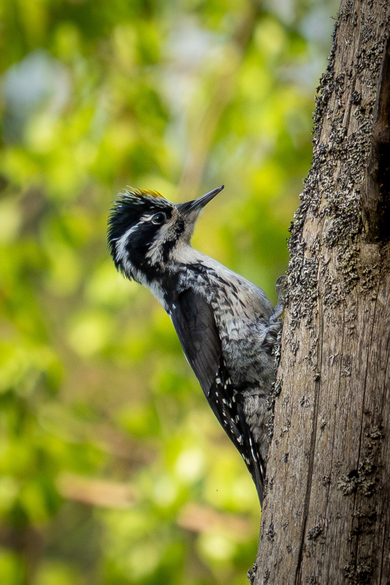 Woodpeckers have special skull structure preventing brain injury