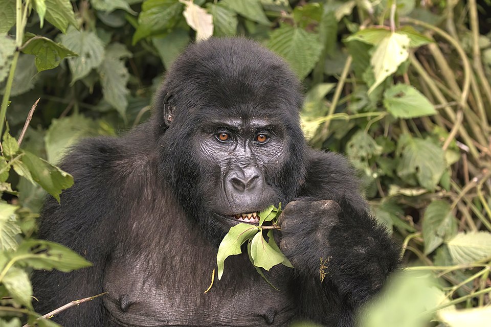 Gorillas are not naturally aggressive despite their strength