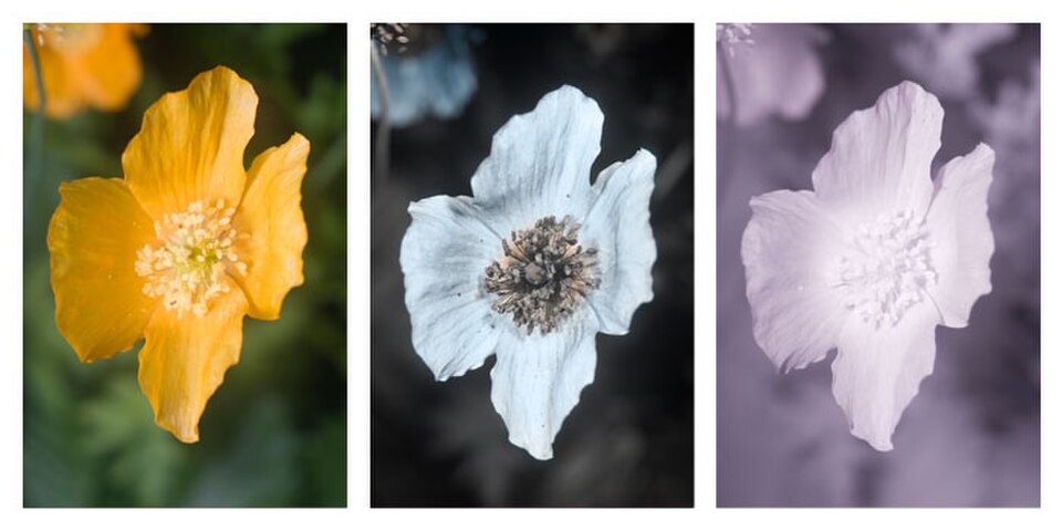 Flowers use ultraviolet patterns to attract pollinators