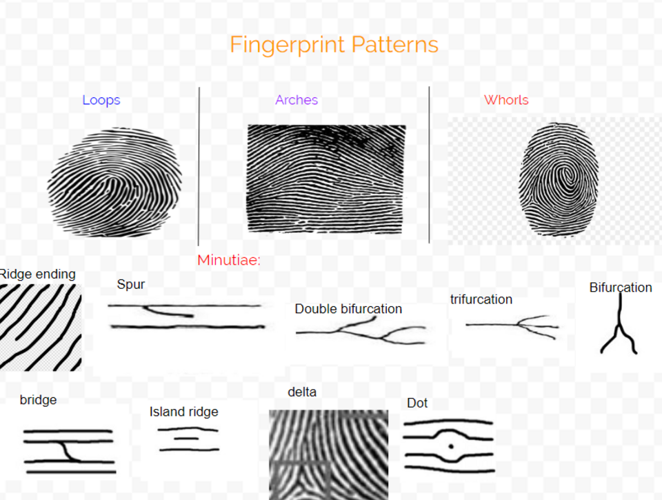 Fingerprints remain unchanged from birth to death