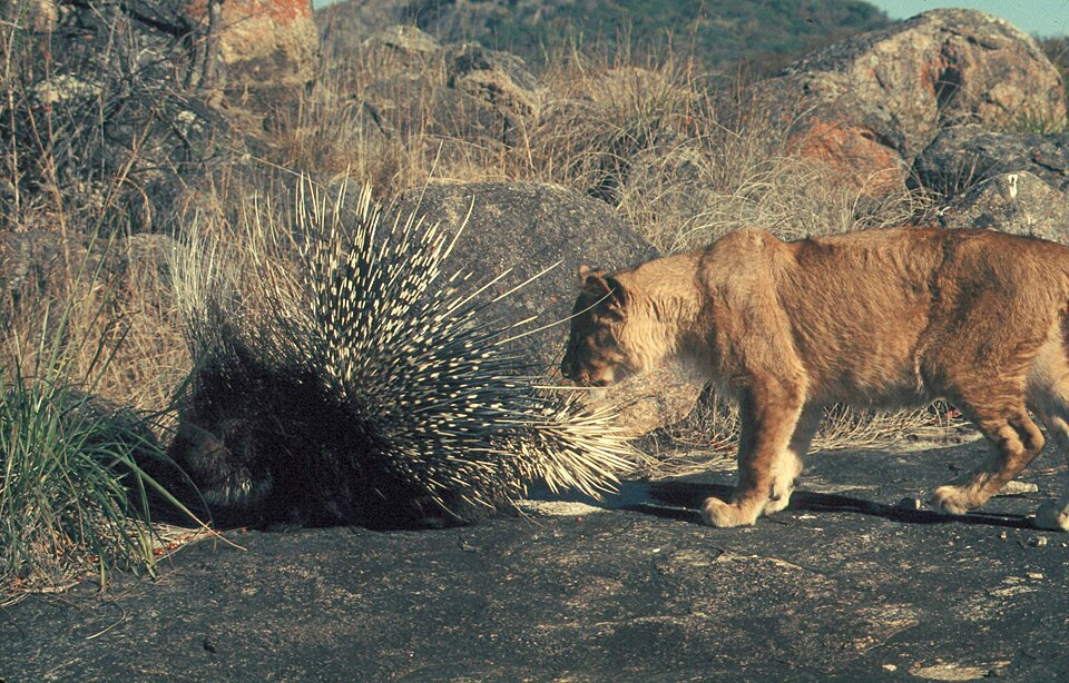 The lion's roar is inaudible to most prey