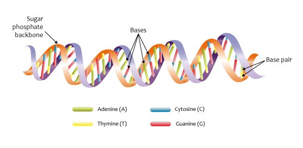 DNA was not recognized as genetic material until 1952