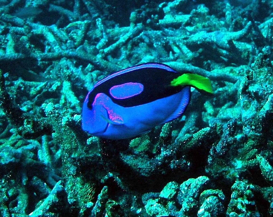 Coral reefs contain one quarter of all ocean species