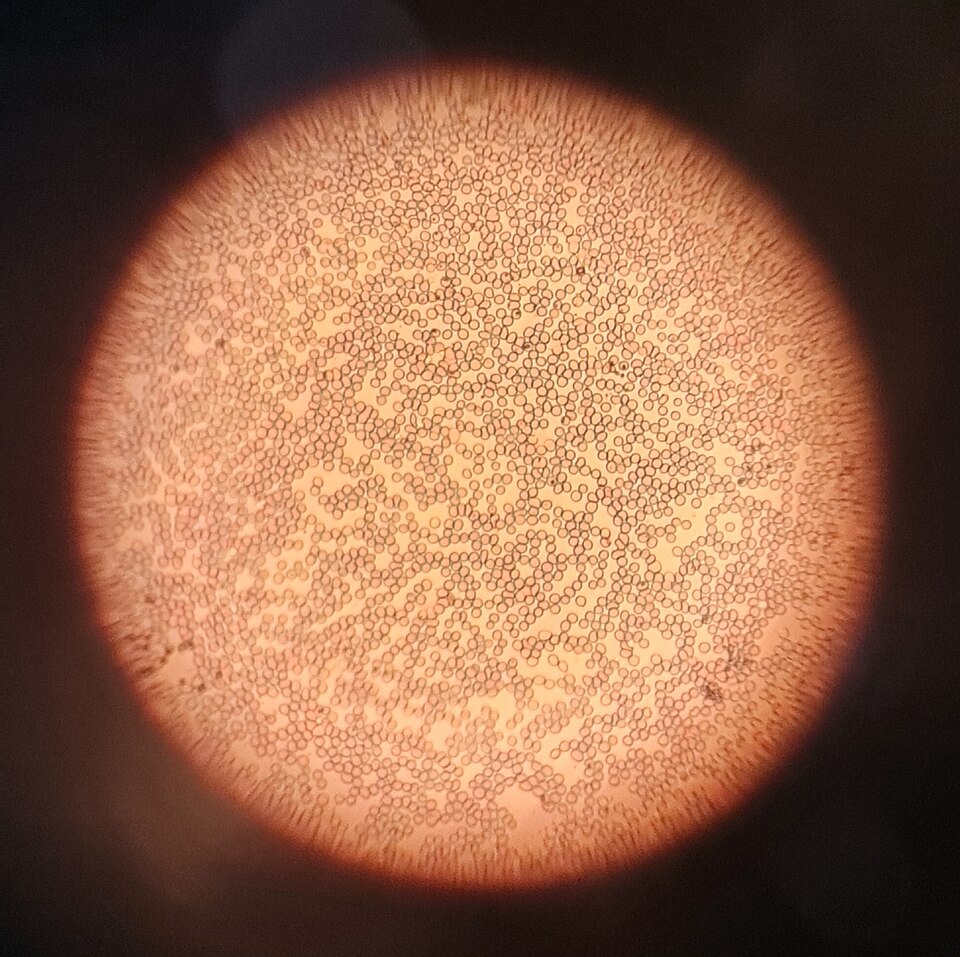 The human body produces new red blood cells every single day