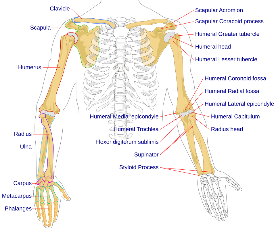 Human bones are stronger than steel by weight
