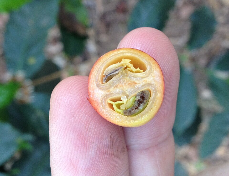 Coffee is technically a fruit not a bean