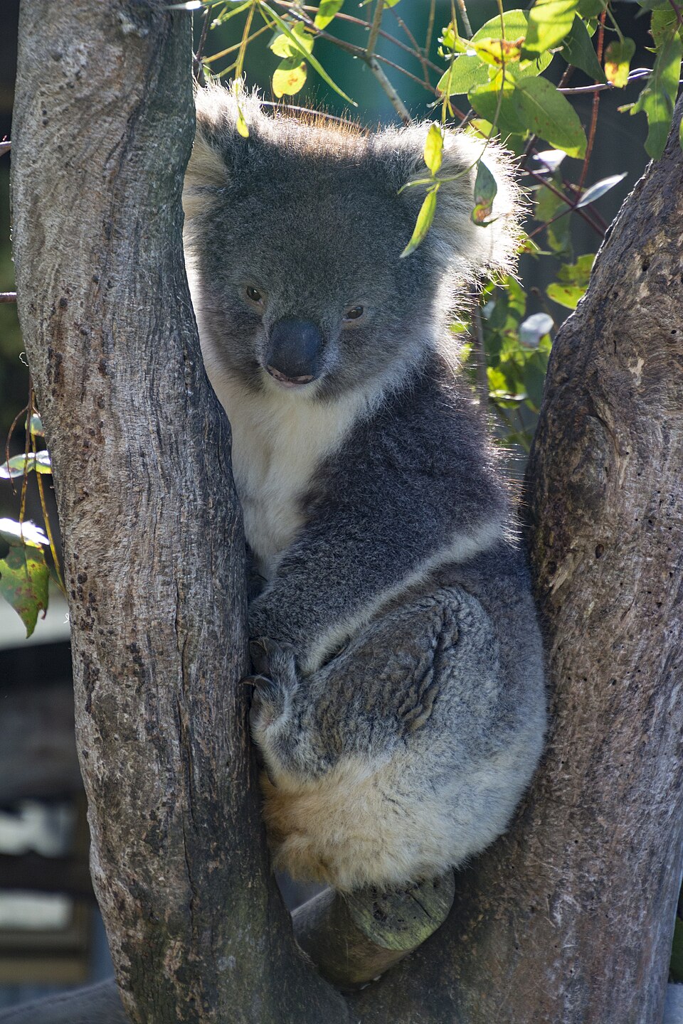 Koalas fingerprints are nearly identical to human fingerprints