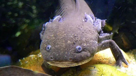 Axolotls can regenerate their entire brains