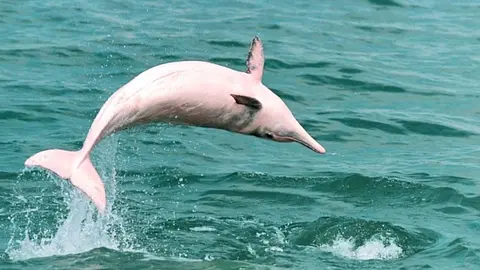 Chinese White Dolphins Are Often Pink
