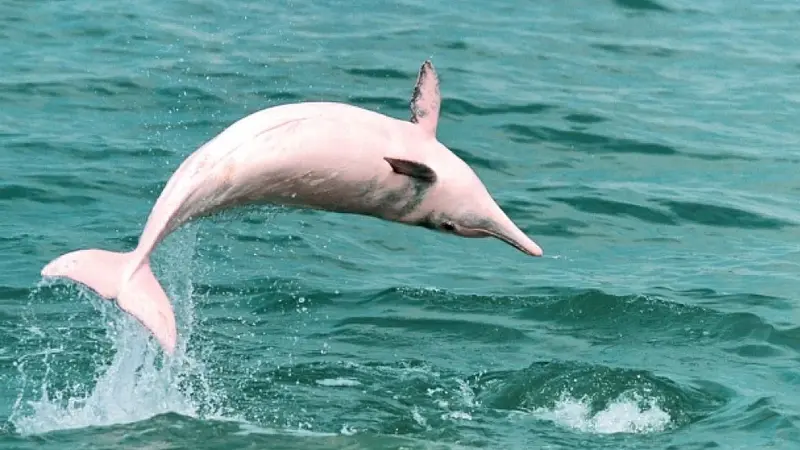Chinese White Dolphins Are Often Pink