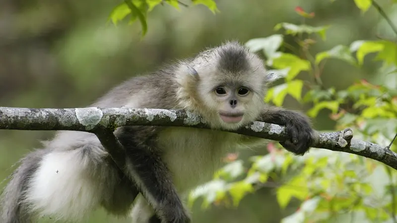 Yunnan Snub-Nosed Monkeys Live at Extreme Altitudes