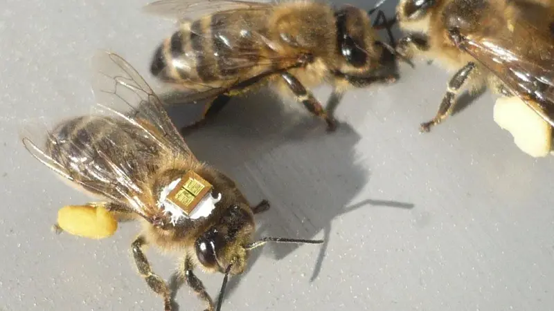 Neonicotinoid Pesticides Are Wiping Out Bee Populations