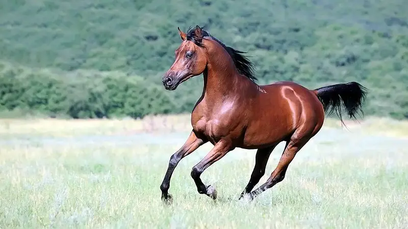 Every Modern Racehorse Descends From Just Three Arabian Stallions