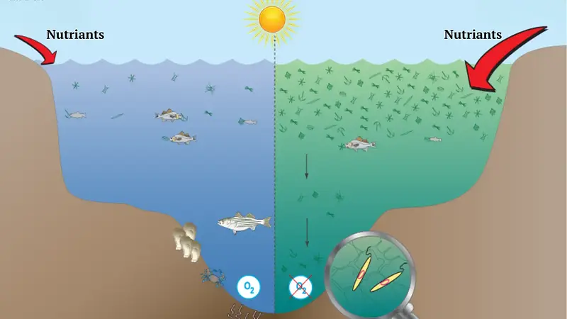 Synthetic Fertilizers Created Dead Zones in the Ocean