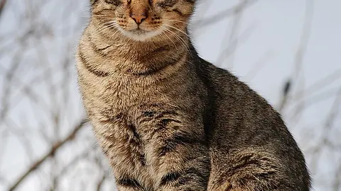 Cats Purr Without Their Brains Telling Them To