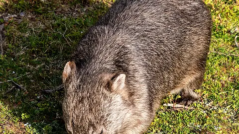 Wombats Are the Only Animals That Produce Cube-Shaped Feces