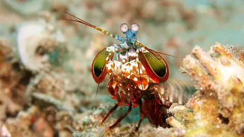 A Mantis Shrimp's Punch Is Hot Enough to Briefly Match the Sun's Surface