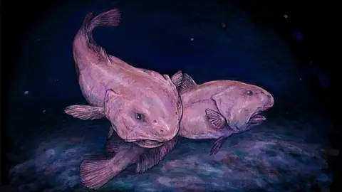 The Blobfish Looks Like a Normal Fish Underwater — We Made It Ugly