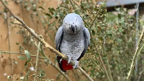 A Presidents Parrot Was Ejected From His Funeral for Swearing