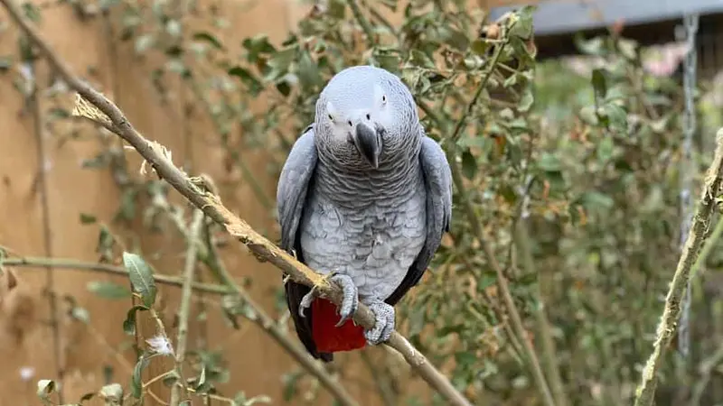 A Presidents Parrot Was Ejected From His Funeral for Swearing