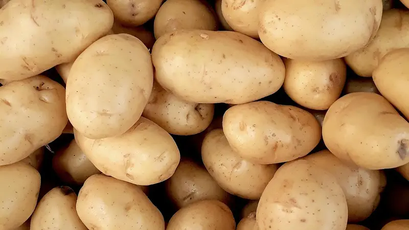 Potatoes Evolved From a Hybrid of Tomatoes and Another Plant