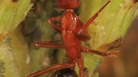 Florida Carpenter Ants Are the Only Insects Known to Amputate Limbs