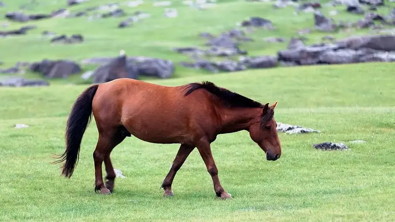 Mongol Horses Could Survive on Minimal Food and Water