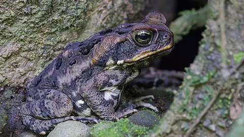 Australia Imported Cane Toads to Solve a Pest Problem and Created a Bigger One