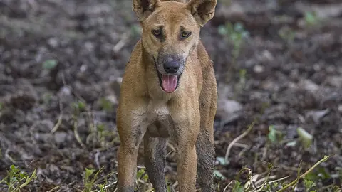 The Dingo Is Not Actually Native to Australia