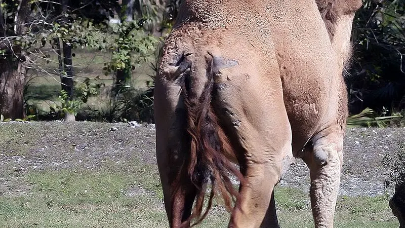 Australia Has More Wild Camels Than Saudi Arabia