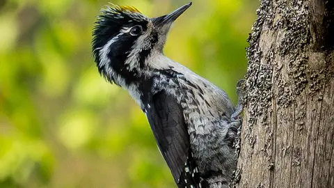Woodpeckers have special skull structure preventing brain injury