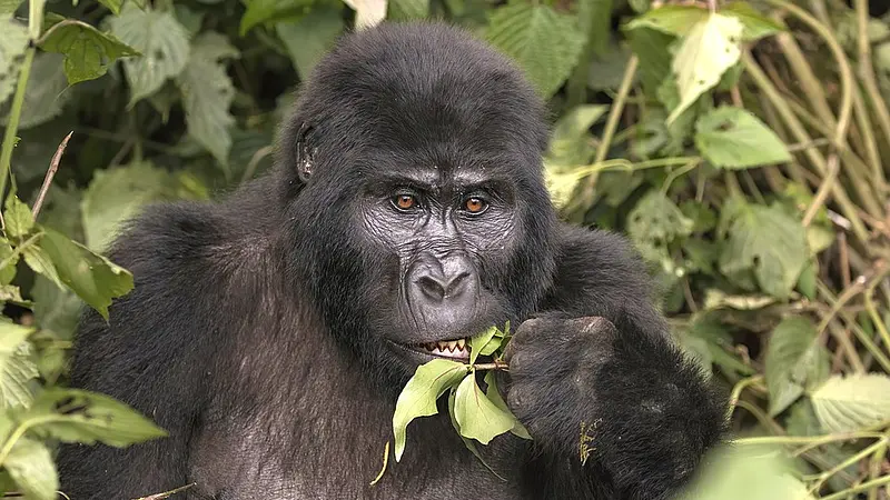 Gorillas are not naturally aggressive despite their strength