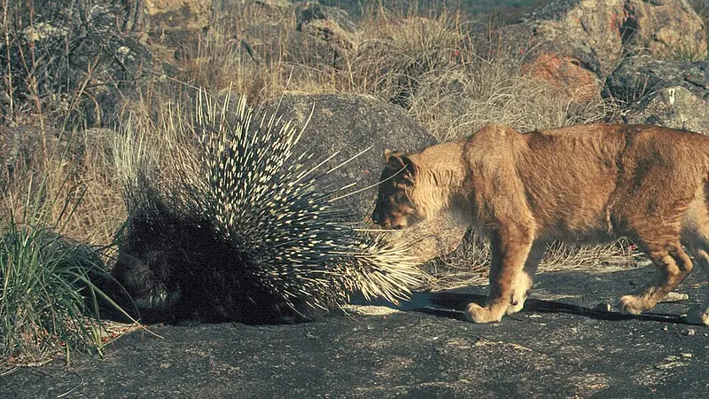 The lion's roar is inaudible to most prey