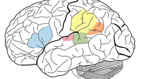 The human brain uses 20 percent of body energy