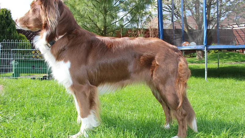 The Australian Shepherd Is Actually an American Breed
