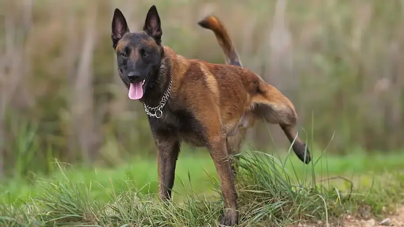 Dogs Kick Backward After Pooping to Mark Territory