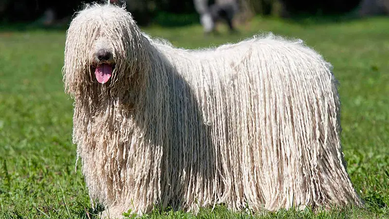 The Komondor Has a White Corded Coat That Looks Like a Mop