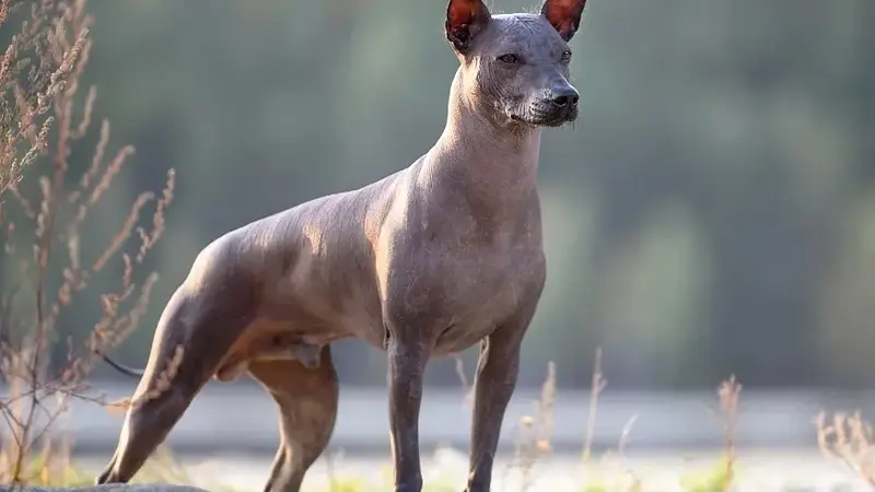 The Xoloitzcuintli Is a 3000 Year Old Hairless Dog Breed